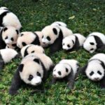 bebek panda bakımı