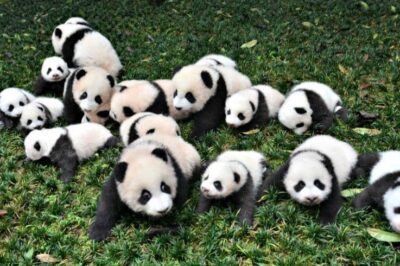 bebek panda bakımı