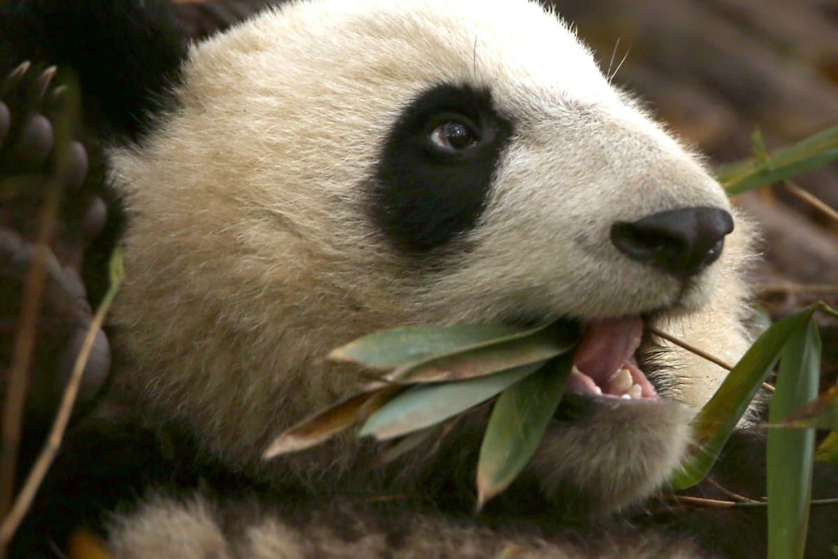 Panda Etçil Mi Otçul Mu?