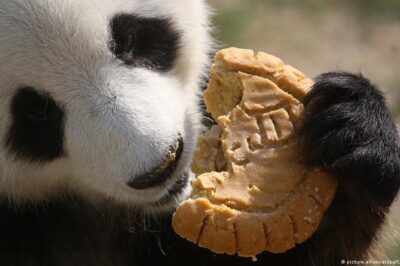 Pandalar Ne Yer? Temel Besin Kaynağı
