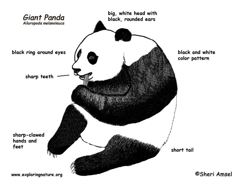 Pandaların Özellikleri