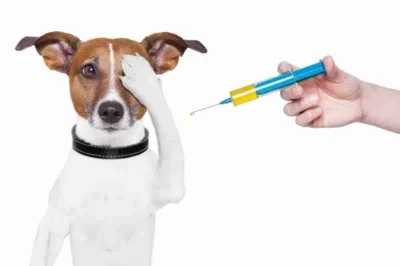 Köpek Aşı Takvimi