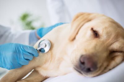 Köpek Hastalıkları Nelerdir? Belirtileri?